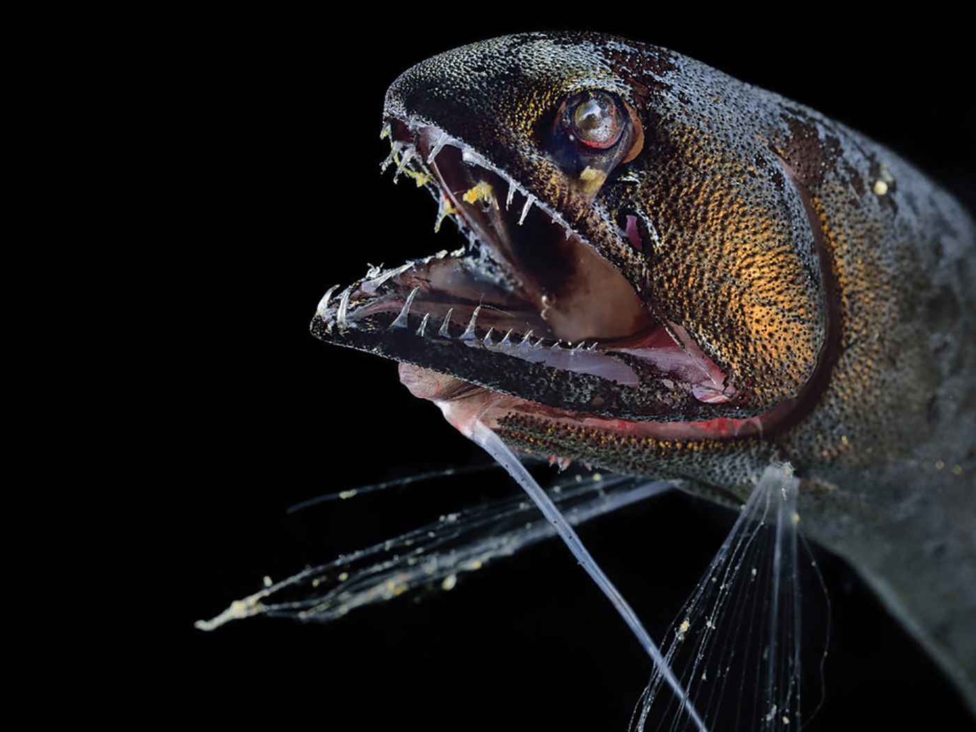 Surprise Deep Sea Fish See Colors The Institute for Creation Research